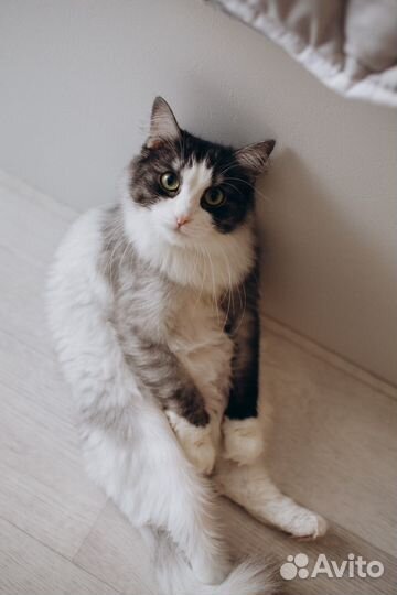 Кошечка в добрые руки