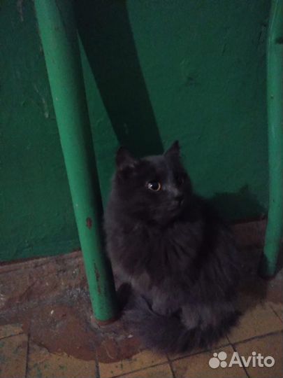 Кошка в дар