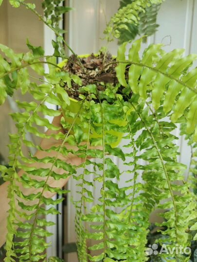 Папоротник нефролепис Тайгер