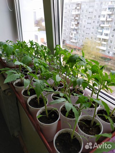 Продам рассаду томатов