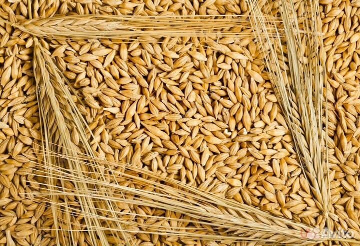 Зерно пшеница ячмень
