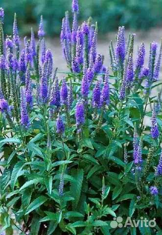 Шалфей дубравный, Вероника.Полынь Стеллера