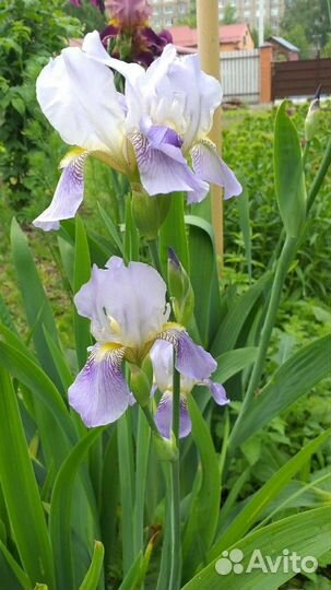 Ирисы бородатые