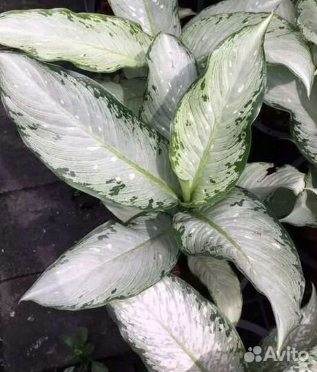 Диффенбахия удомсаб