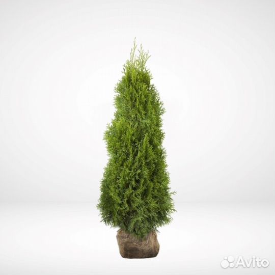 Туя западная 