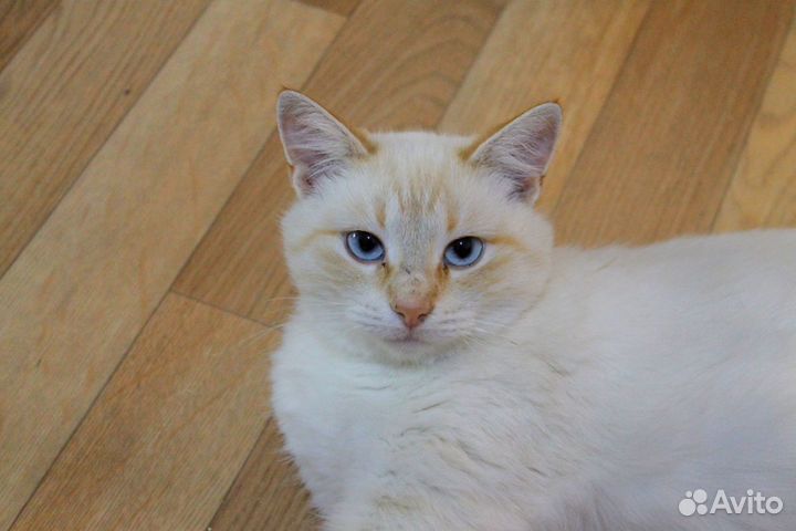 Коасивая молодая кошка в добрые руки