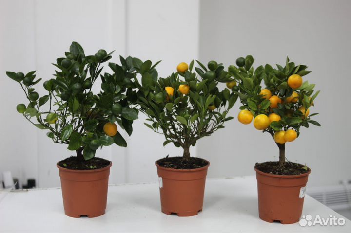 Мандариновое дерево, мандарин с поодами