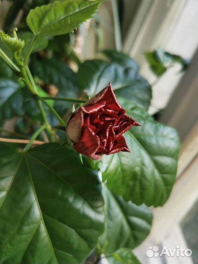 Гибискус китайская роза