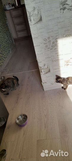 Отдам в хорошие руки котенка