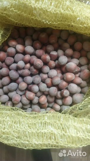 Фундук в скорлупе