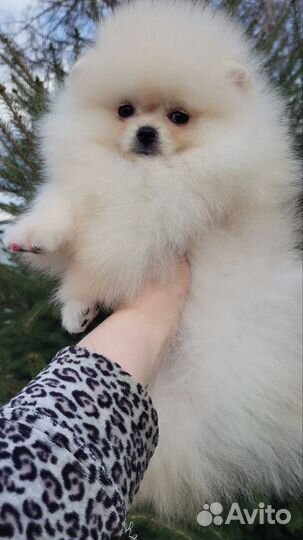 Шпиц девочка