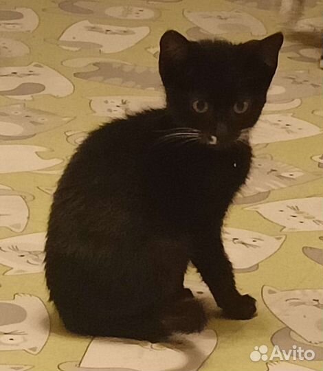 Котятки в добрые руки