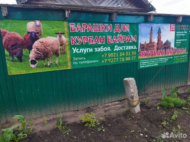 Барашки на курбан