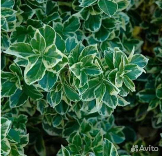 Бересклет Форчуна Emerald Gaiety