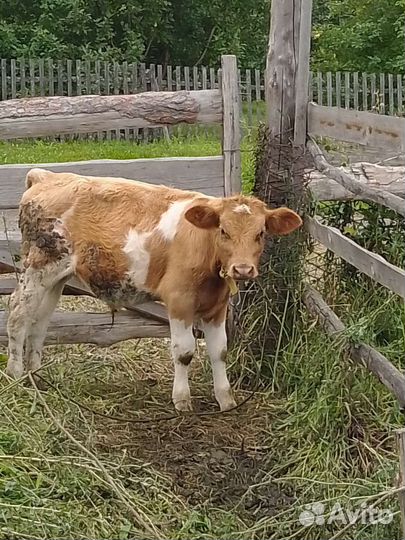 3 Бычка и тёлочка