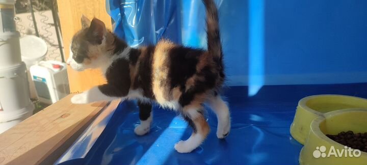 Котенок в дар бесплатно