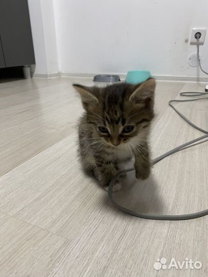 Котенок мальчик