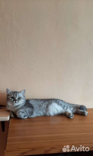 Британские котята