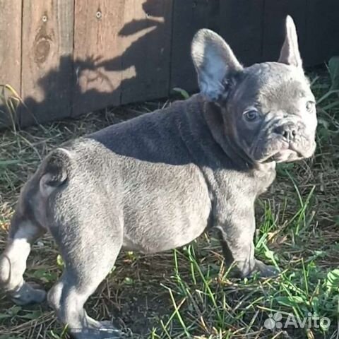 Изабелла генная девочка