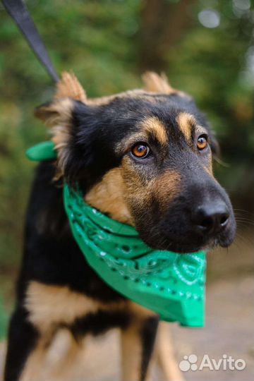 Щенок черпачного окраса в приюте ищет дом