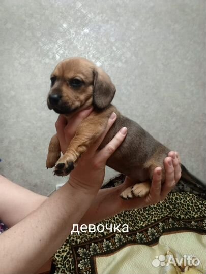 Щенки таксы стандарт
