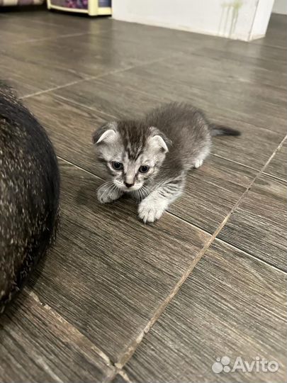 Британские котята бесплатно