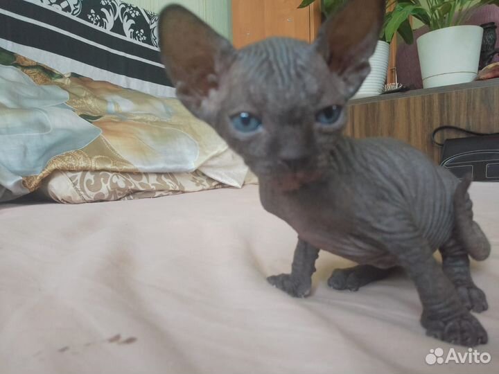 Канадский сфинкс котенок