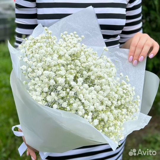 Белая гипсофила