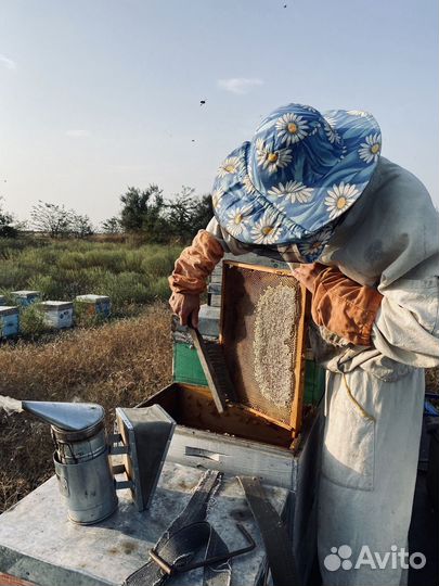 Рамка меда в сотах