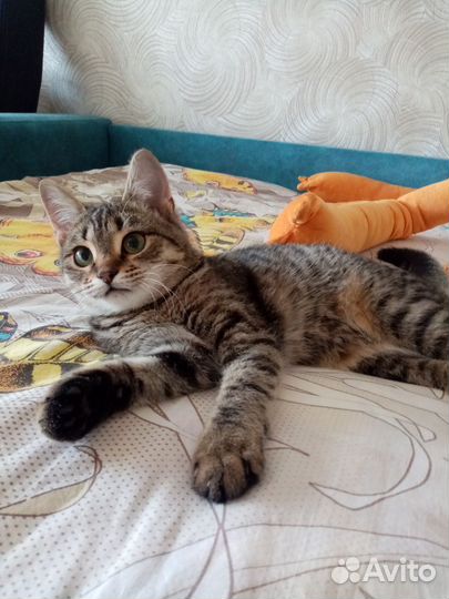 Кошка