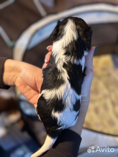 Кавалер кинг чарльз спаниель