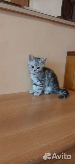 Британские котята