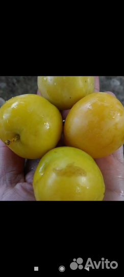 Саженцы плодовых деревьев