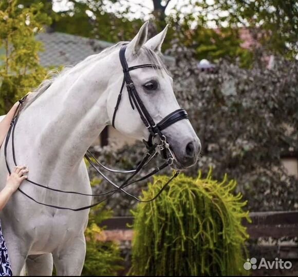 Выездковый мерин