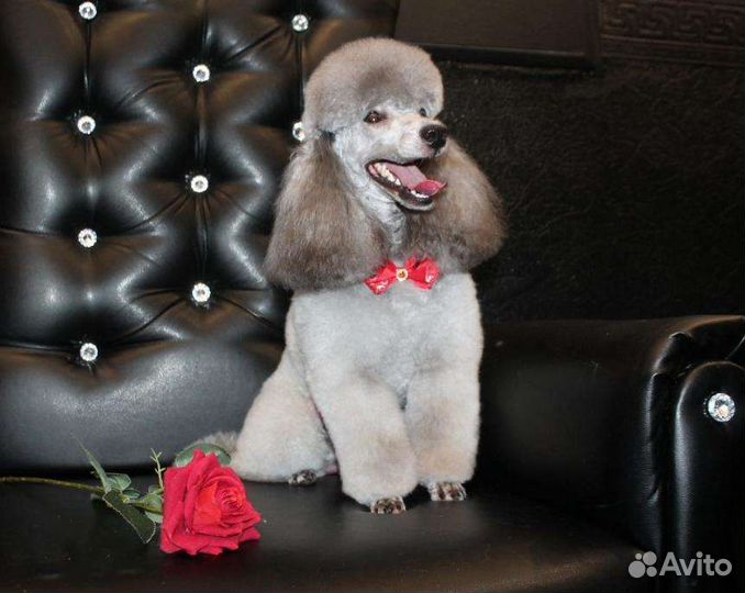 Вязка пуделя