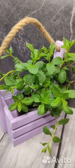 Коллекционные сорта мяты