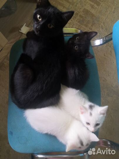 Котята
