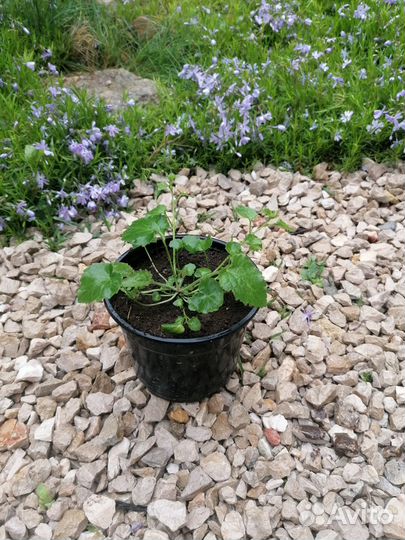 Цветы многолетники