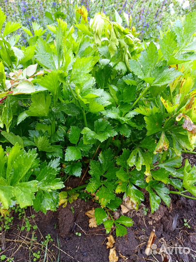 Сельдерей листовой