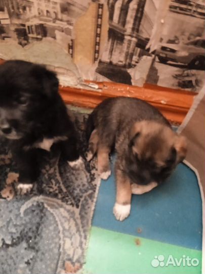 Отдам бесплатно щенки