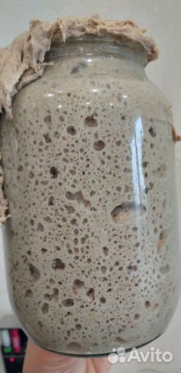 Ржаная закваска, молочный гриб