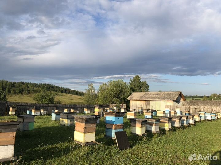 Продам пчелосемьи