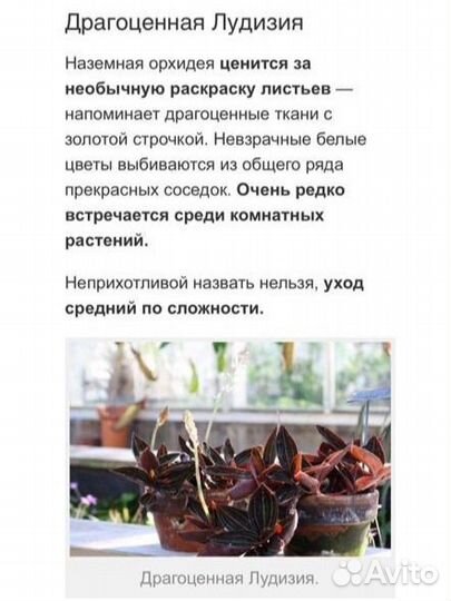 Драгоценная лудизия орхидея
