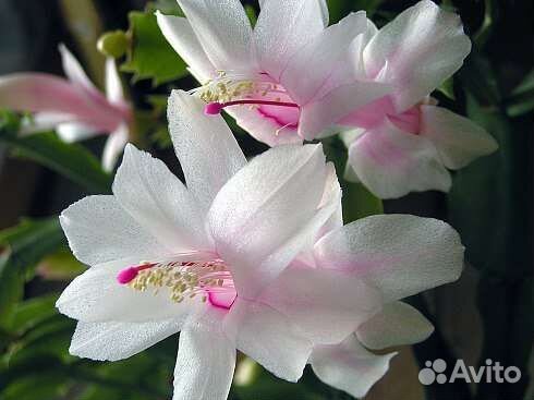 Декабрист шлюмбергера рапсалидопсис