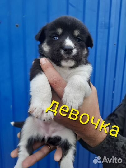 Собака в добрые руки отдам бесплатно