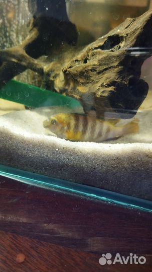 Цихлида малавии