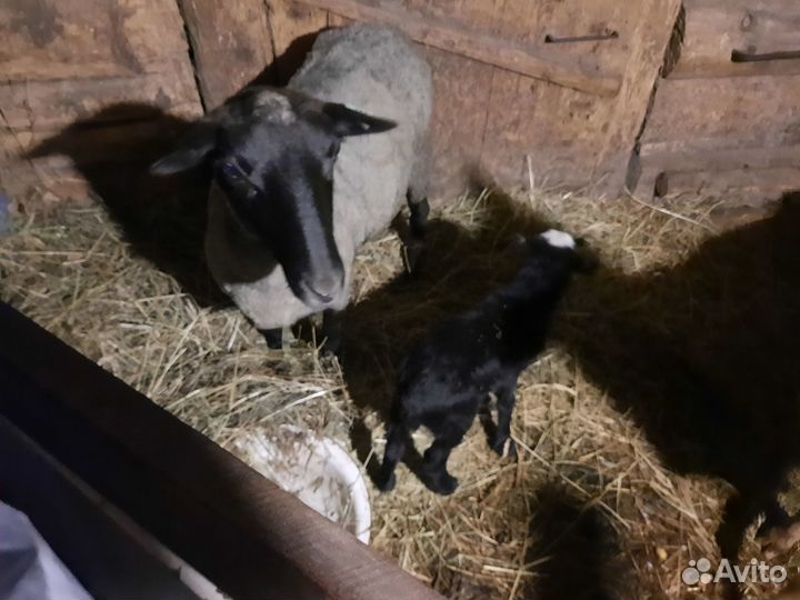 Романовские овцы