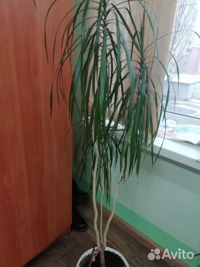 Комнатные цветы