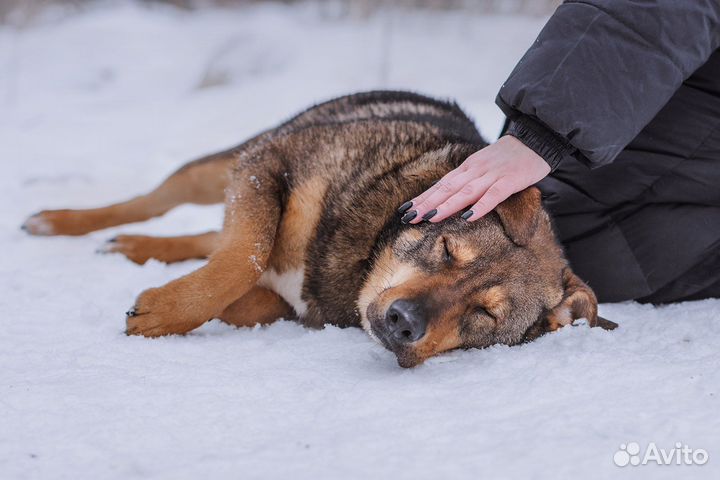 Собака в добрые руки