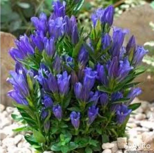 Горечавка Литл Пинк и Тру Блю саженцы